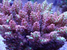 画像2: No.2 オーストラリア産 ストロベリーショートケーキ　ホール　　【入荷したのは1個のみ！】 (2)