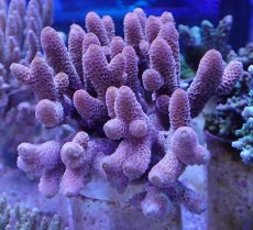 画像1: No.3 オーストラリア産 スパスラータ (1)