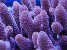 画像2: No.3 オーストラリア産 スパスラータ (2)