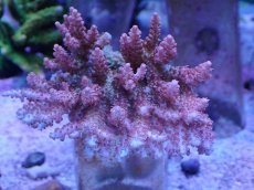 画像1: No.4 オーストラリア産 コンフェッティ　　【珍しい、レアな個体♪】 (1)