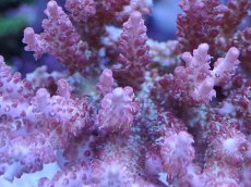 画像2: No.4 オーストラリア産 コンフェッティ　　【珍しい、レアな個体♪】 (2)