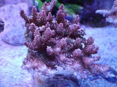 画像1: No.5 オーストラリア産 コンフェッティ　　【珍しい、レアな個体♪】 (1)