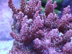 画像2: No.5 オーストラリア産 コンフェッティ　　【珍しい、レアな個体♪】 (2)