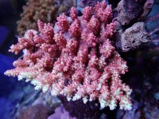 画像1: No.6 オーストラリア産 ストロベリーショートケーキ (1)