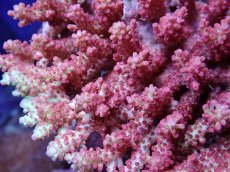 画像2: No.6 オーストラリア産 ストロベリーショートケーキ (2)