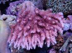 画像1: No.7 オーストラリア産 ピンクコンフェッティ　　【珍しい、レアな個体♪】 (1)