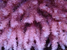 画像2: No.7 オーストラリア産 ピンクコンフェッティ　　【珍しい、レアな個体♪】 (2)