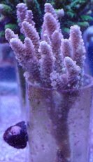 画像1: No.8 オーストラリア産 ウスエダミドリイシ (1)