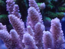 画像2: No.8 オーストラリア産 ウスエダミドリイシ (2)