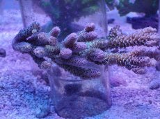 画像1: No.9 ウスエダミドリイシ　マルチ (1)