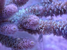 画像2: No.9 ウスエダミドリイシ　マルチ (2)