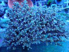 画像1: No.10 スペシオーサ　　【珍しい、レアな個体♪】 (1)