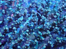 画像2: No.10 スペシオーサ　　【珍しい、レアな個体♪】 (2)