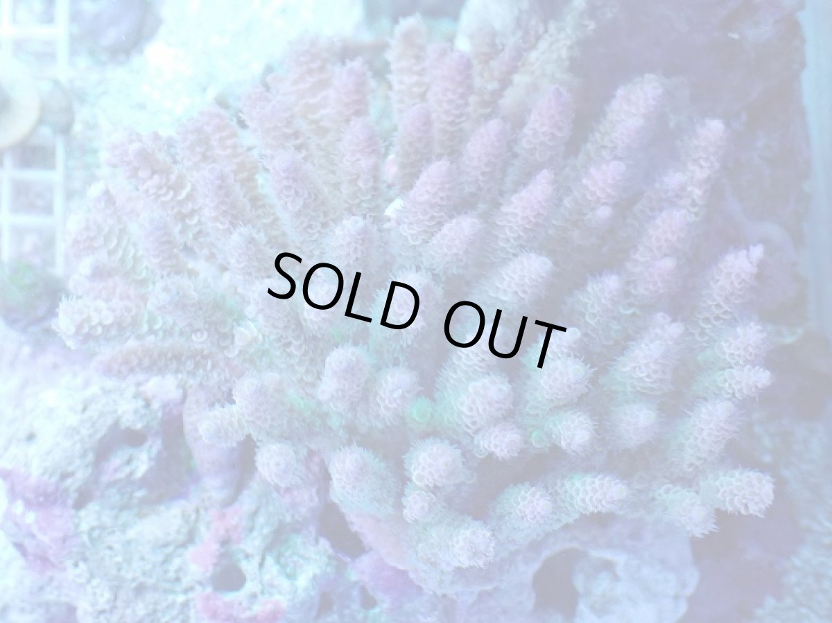 画像1: No.11 ウスエダミドリイシ　マルチカラー (1)