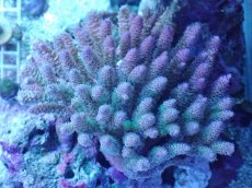 画像1: No.11 ウスエダミドリイシ　マルチカラー (1)