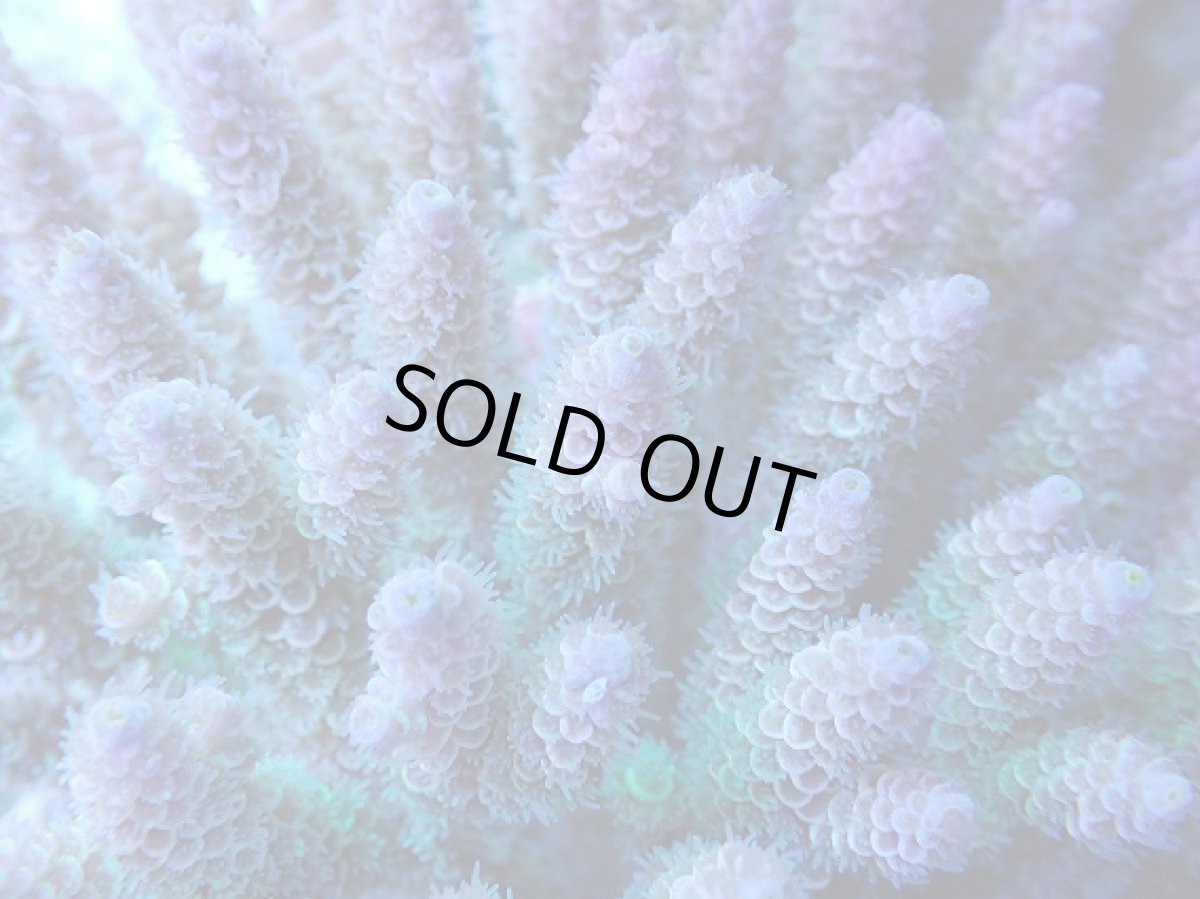 画像2: No.11 ウスエダミドリイシ　マルチカラー (2)