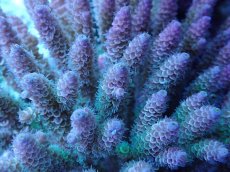 画像2: No.11 ウスエダミドリイシ　マルチカラー (2)