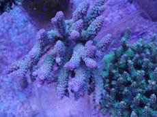 画像1: No.12 オーストラリア産 ウスエダミドリイシ (1)