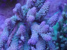 画像2: No.12 オーストラリア産 ウスエダミドリイシ (2)