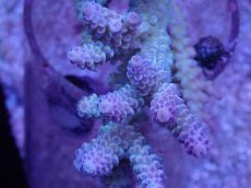 画像2: No.13 オーストラリア産 ウスエダミドリイシ (2)