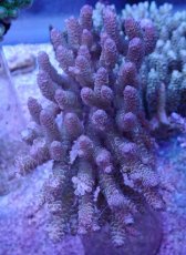 画像1: No.14 ウスエダミドリイシ (1)