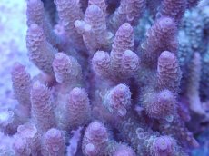 画像2: No.14 ウスエダミドリイシ (2)