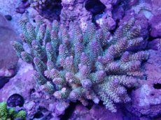 画像1: No.15 ウスエダミドリイシ　レインボー　　【珍しい、レアな個体♪】 (1)