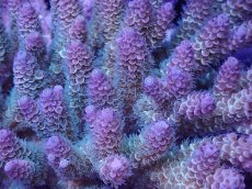 画像2: No.15 ウスエダミドリイシ　レインボー　　【珍しい、レアな個体♪】 (2)