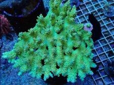 画像1: No.16 激レア オーストラリア産 イエローストロベリーショートケーキ　　【珍しい、レアな個体♪】 (1)