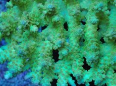 画像2: No.16 激レア オーストラリア産 イエローストロベリーショートケーキ　　【珍しい、レアな個体♪】 (2)