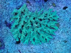 画像1: No.17 深場ミドリイシ　ピンクポリプ　　【珍しい、レアな個体♪】 (1)