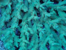 画像2: No.17 深場ミドリイシ　ピンクポリプ　　【珍しい、レアな個体♪】 (2)