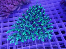 画像1: No.18 オーストラリア産 ハリエダミドリイシ (1)