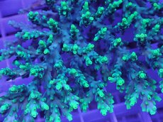 画像2: No.18 オーストラリア産 ハリエダミドリイシ (2)