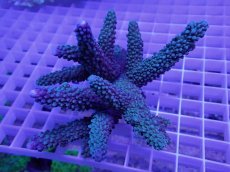 画像1: No.19 オーストラリア産 スギノキミドリイシ (1)