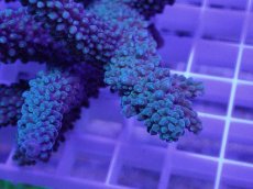 画像2: No.19 オーストラリア産 スギノキミドリイシ (2)