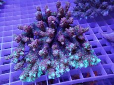 画像1: No.20 オーストラリア産 スギノキミドリイシ (1)