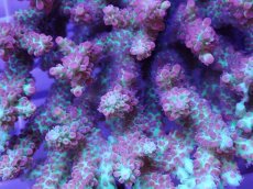 画像2: No.20 オーストラリア産 スギノキミドリイシ (2)