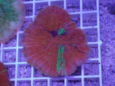 画像1: No.20 ワレクラサビライシ　マルチカラー (1)