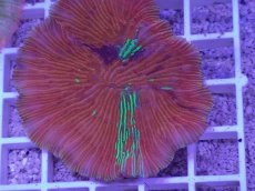 画像2: No.20 ワレクラサビライシ　マルチカラー (2)