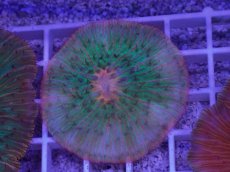 画像1: No.21 クラサビライシ　マルチカラー (1)