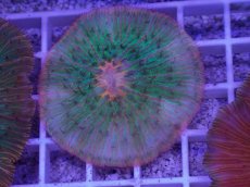 画像2: No.21 クラサビライシ　マルチカラー (2)