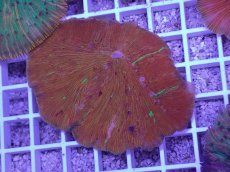 画像1: No.22 ワレクラサビライシ　マルチカラー (1)