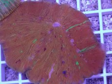 画像2: No.22 ワレクラサビライシ　マルチカラー (2)