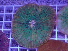 画像1: No.23 クラサビライシ　マルチカラー (1)