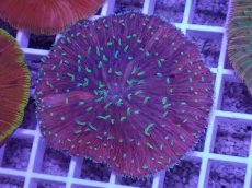 画像1: No.24 クラサビライシ　マルチカラー (1)