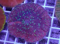 画像2: No.24 クラサビライシ　マルチカラー (2)