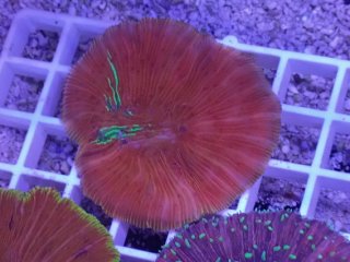 飾りサンゴ 5個セット MIX を買うならアクアスタイルユー 海水魚