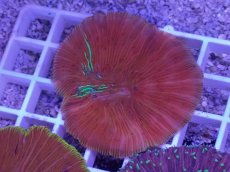 画像2: No.25 ワレクラサビライシ　マルチカラー (2)