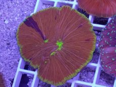 画像1: No.26 ワレクラサビライシ　マルチカラー (1)